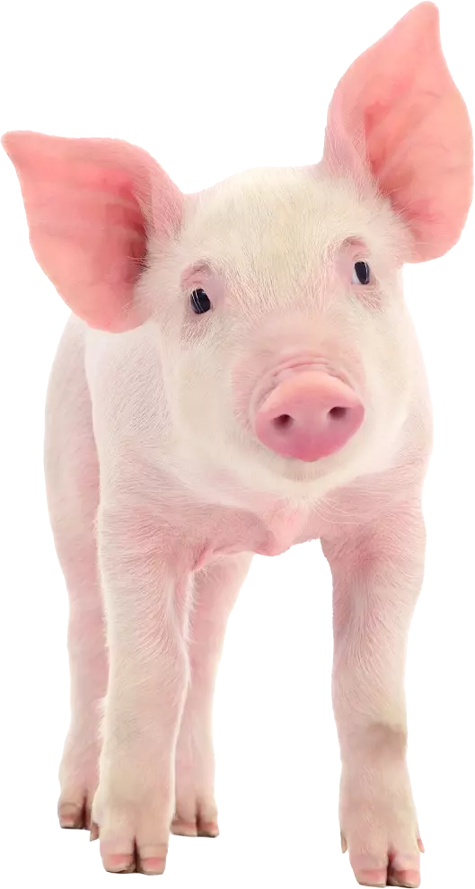 assessorament granja porcina